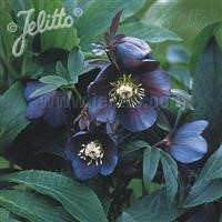 Helleborus 'Single Slate' (Blue Metallic Lady) ~