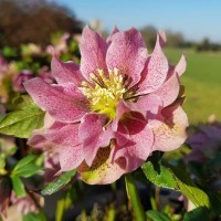 Helleborus 'Double Pink (Light)' ~