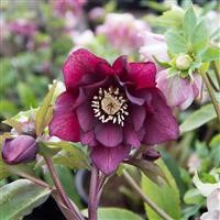 Helleborus 'Double Purple' ~