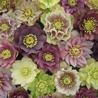 Helleborus 'Double Queen Mixed' ~