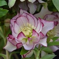 Helleborus 'Double White Picotee' ~