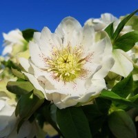 Helleborus 'Double White Speckled' ~