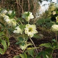 Helleborus 'Double Yellow Spotted' ~