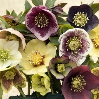 Helleborus 'Lenten Beauty Mix' ~