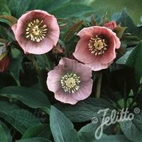 Helleborus 'Single Pink Spotted' (Pink Lady) ~