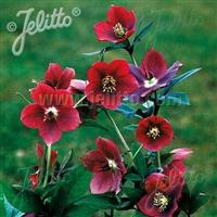 Helleborus 'Single Red' (Red Lady) ~