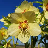 Helleborus 'Single Gold Red Star' ~