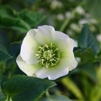 Helleborus 'Single White (Clear)' (White Lady) ~