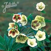 Helleborus 'Single Yellow Spotted' (Yellow Lady) ~