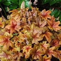 Heucherella 'Brass Lantern' (P)