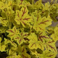 Heucherella 'Leapfrog' (P)