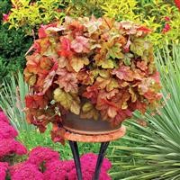 Heucherella 'Redstone Falls' (P)