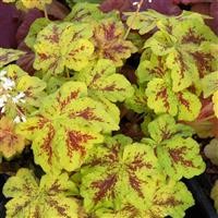 Heucherella 'Yellowstone Falls' (P)