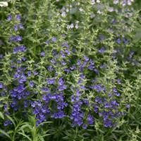 Hyssopus officinalis 'Blue'