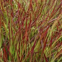 Imperata cylindrica 'Red Baron'