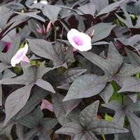 Ipomoea Sweet Caroline 'Purple' (P)