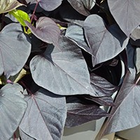 Ipomoea Sweet Heart 'Jet Black' (P)