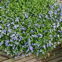 Isotoma 'Fairy Carpet'