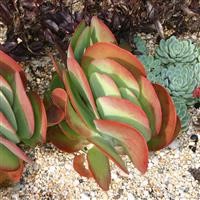 Kalanchoe thyrsiflora 'Bronze Sculpture'