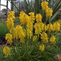 Kniphofia 'Banana Popsicle' (P)