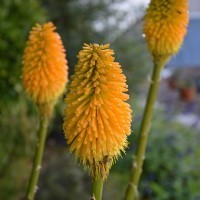 Kniphofia 'Happy Halloween' (P)