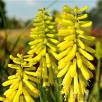 Kniphofia 'Lemon Popsicle' (P)