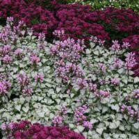 Lamium 'Pink Chablis' (P)