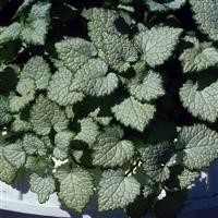 Lamium maculatum 'White Nancy'