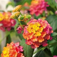 Lantana Calippo 'Tutti Frutti' (P)