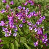 Lathyrus vernus