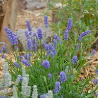 Lavender ang. BeeZee 'Light Blue' (P)