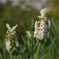 Lavender 'Devon Compact White'