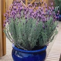 Lavender sto. 'French'