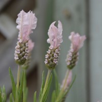 Lavender Fairy Wings 'Whimsical' (P)