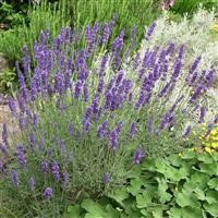 Lavender angustifolia 'Hidcote'
