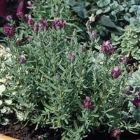 Lavender spica 'Kew Red'