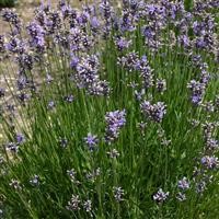 Lavender angustifolia 'Munstead'