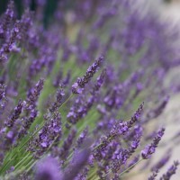 Lavender intermedia 'Phenomenal' (P)