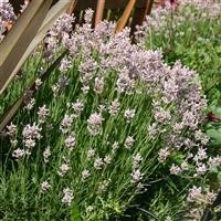 Lavender angustifolia 'Rosea'