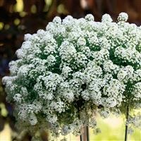 Lobularia 'Snow Princess' (P)