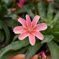 Lewisia long.-hyb. 'Little Plum'