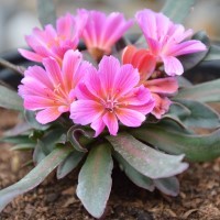 Lewisia long.-hyb. 'Little Raspberry'