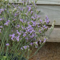 Limonium britannicum