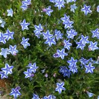 Lithodora 'Blue Star' (P)