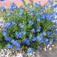 Lithodora 'Heavenly Blue'