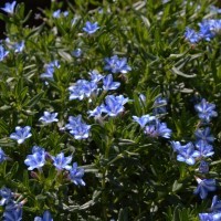 Lithodora diffusa 'White Star' (P)