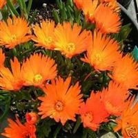 Lampranthus 'Orange'