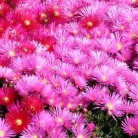 Lampranthus 'Pink'