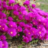 Lampranthus 'Purple'