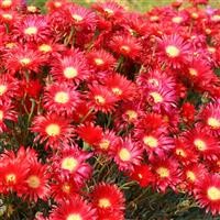 Lampranthus 'Tresco Brilliant'